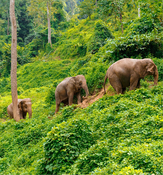 Elephants Chiang Mai Thailand