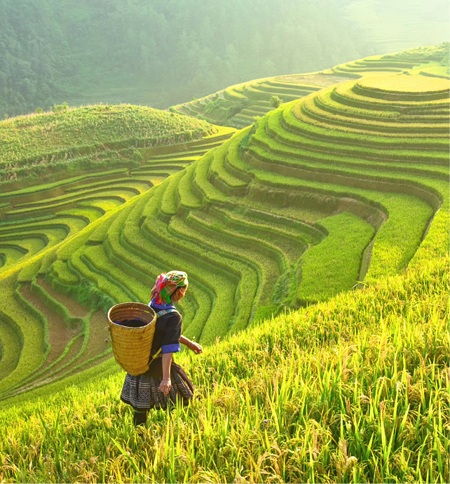 A woman walking through the rice fields in Vietnam, Southeast Asia, carrying a basket on her back